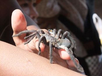 Close-up of hand holding crab