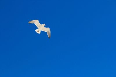 Low angle view of bird flying against clear blue sky