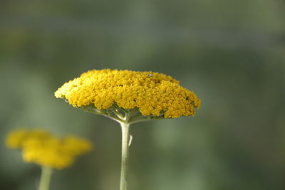 Close-up of yellow flowering plant