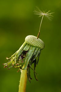 Close-up of insect on plant