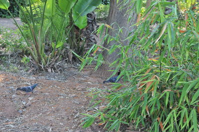 View of birds on land