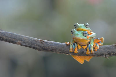 Close-up of frog on branch