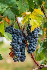 Close-up of grapes growing in vineyard