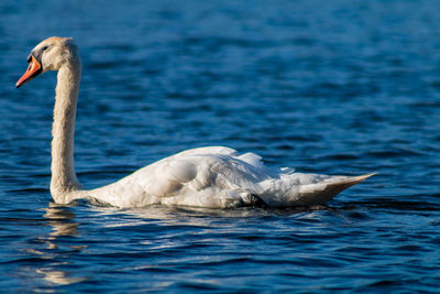 Swan on a lake