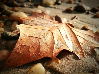 Close-up of dry maple leaves during autumn