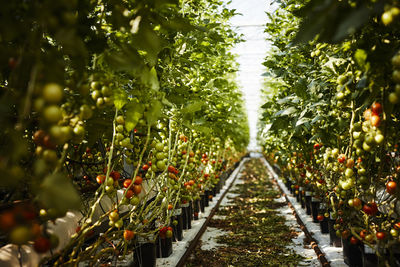 Organic tomatoes growing in greenhouse