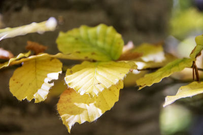 Close-up of yellow leaves on plant