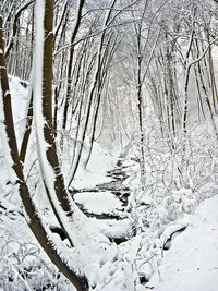 Close-up of snow covered tree in forest