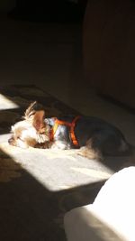 Dog resting on floor