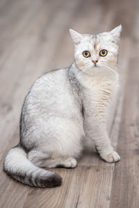 Close-up portrait of cat