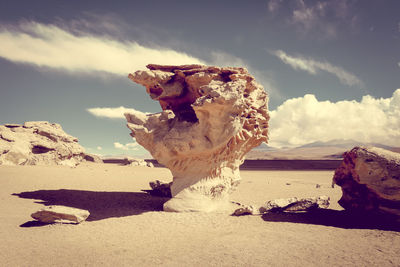 View of animal skull on beach