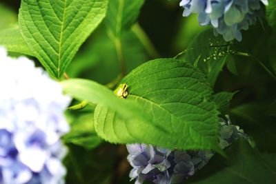 High angle view of insect on plant