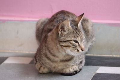 Close-up of a cat