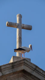 Low angle view of stork perching on wall against clear blue sky
