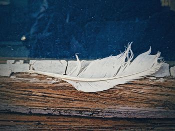 Close-up of feather on wooden table