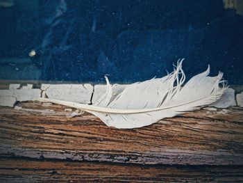 Close-up of feather on wooden table