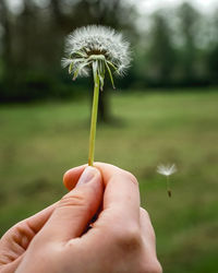 Close-up of hand holding dandelion flower