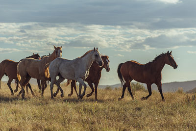 Herd of horses gallop across the arid field against sky.