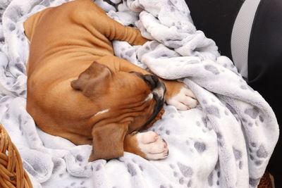 High angle view of dog sleeping on bed