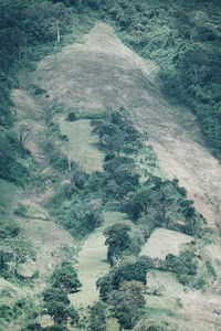 High angle view of trees on mountain