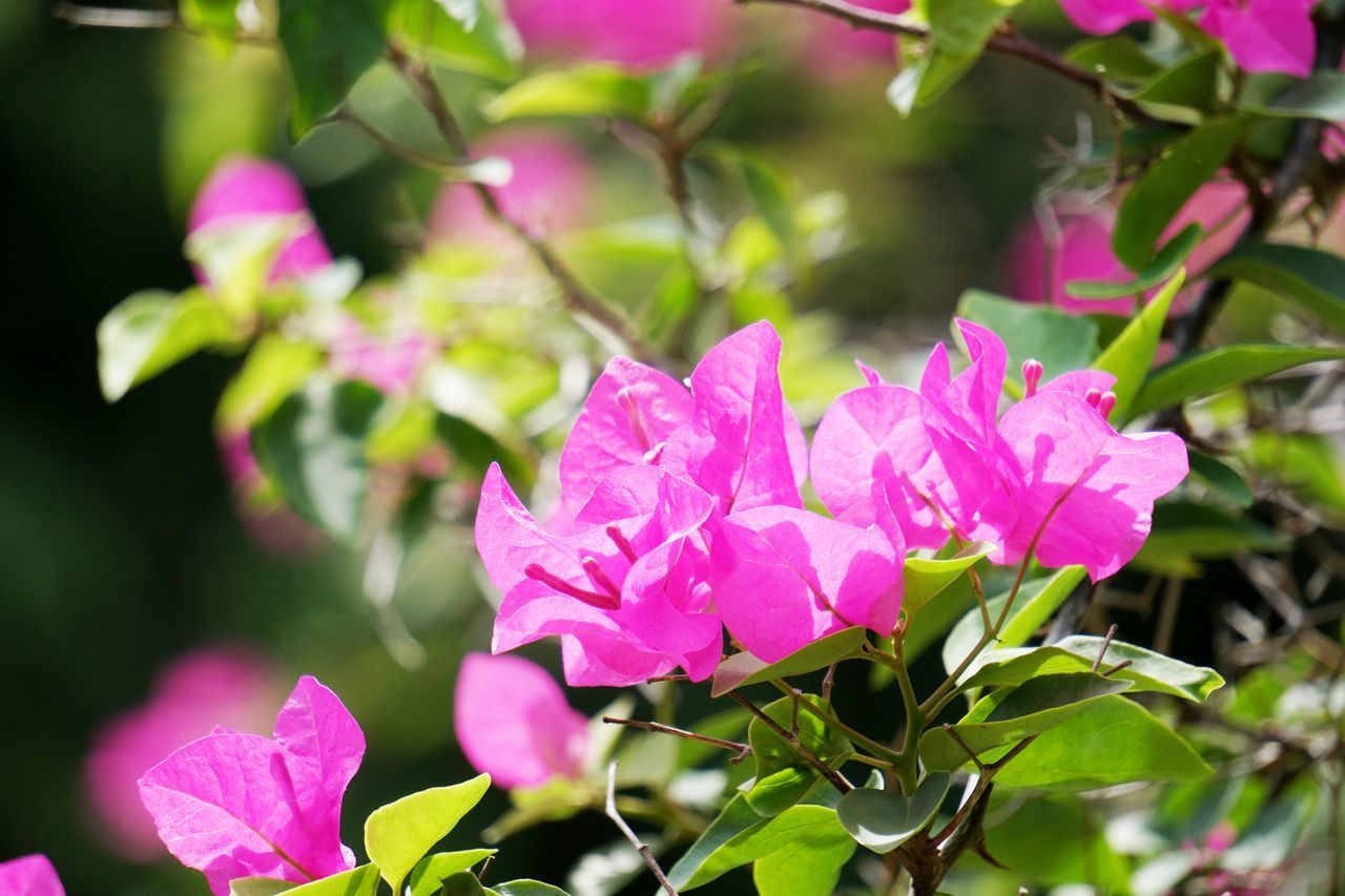 CLOSE-UP OF PINK FLOWER