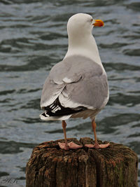 Close-up of seagull perching on shore