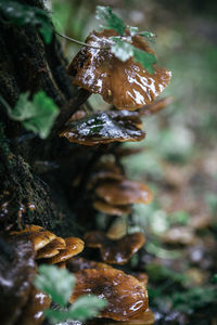 Close-up of mushroom growing on tree