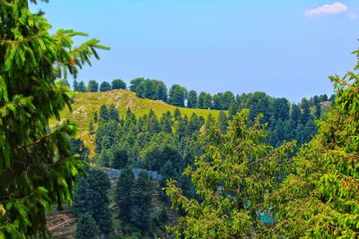 Scenic view of forest against clear sky