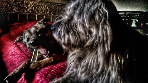 domestic animals