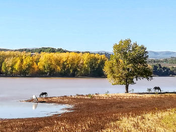 View of birds on lake against sky