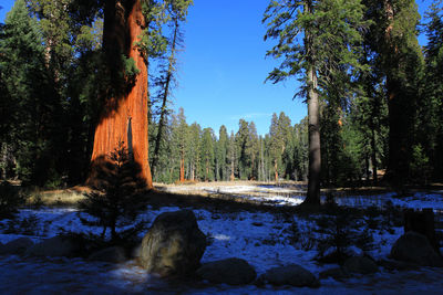 Scenic view of lake against clear sky during winter