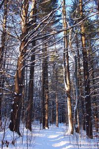 Snow covered trees in forest