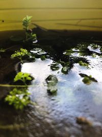 High angle view of plants in water