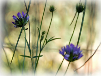 Close-up of purple crocus blooming outdoors