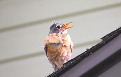 Close-up of bird perching on railing