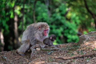Close-up of monkey family in forest