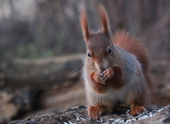 Close-up of squirrel on rock