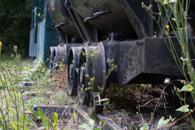 Plants growing on land