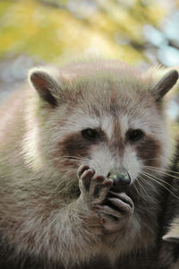 Close-up of meerkat