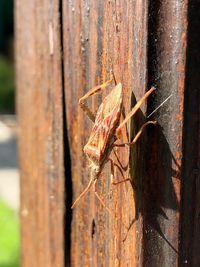 Close-up of lizard on rusty metal