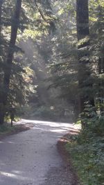 Trees in forest