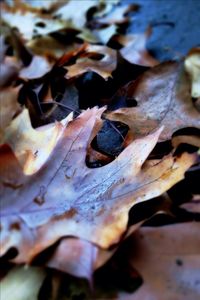 Full frame shot of leaves