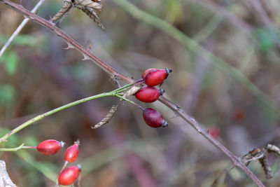 Close-up of red berries growing on tree