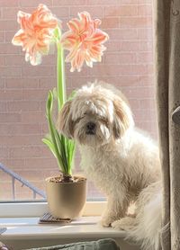View of a dog in pot