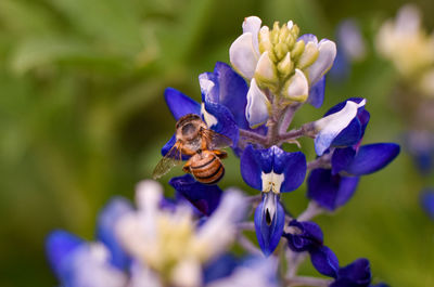 Close-up of bee pollinating on purple flower