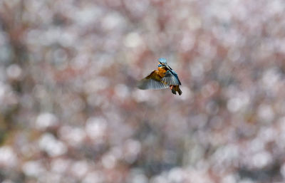 Bird hovering in front of a cherry tree