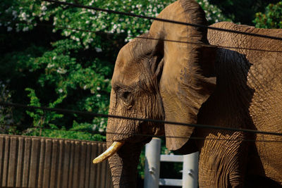 Close-up of elephant in zoo