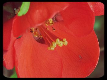 Close-up of red flowers