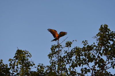 Low angle view of bird flying against clear sky