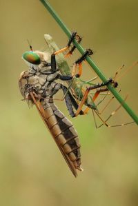 Close-up of insect